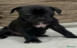 Cane Corso dogs for sale: Cane Corso Puppies for Sale - Image 5