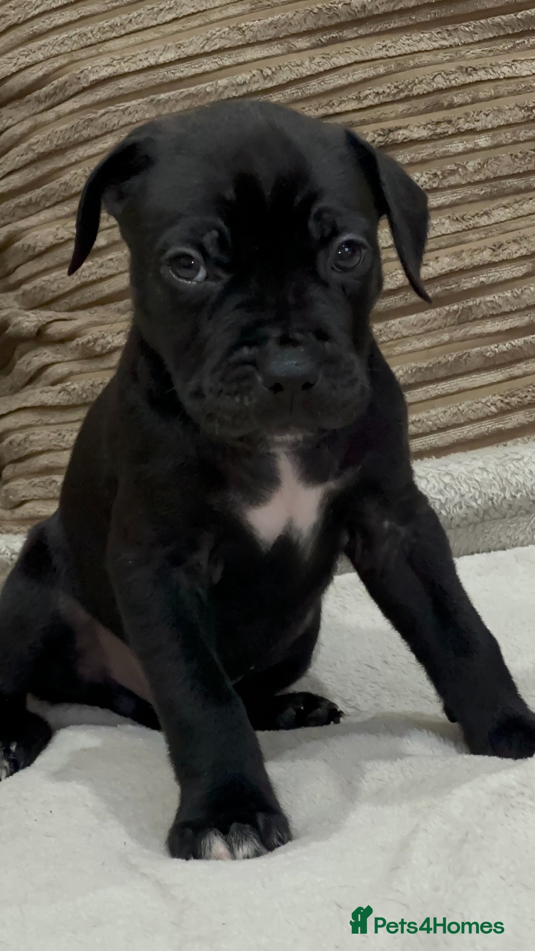 Cane Corso dogs for sale: Cane Corso Puppies for Sale - Image 5