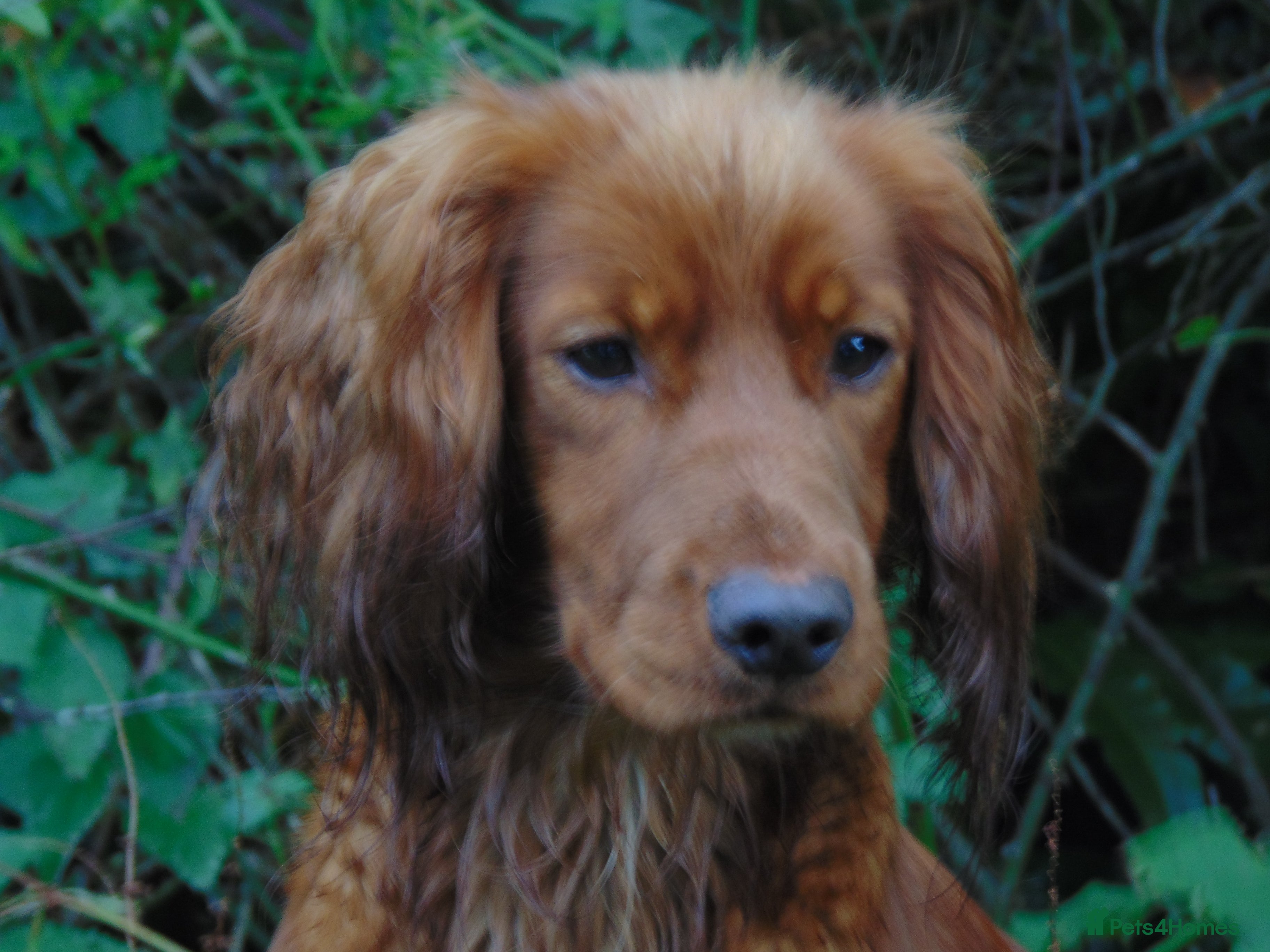 Cocker Spaniel dogs Working Cocker Spaniel , Cear PRA, FN AMS,PP in Dorchester - Advert 17