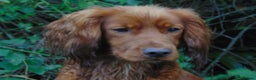 Cocker Spaniel dogs for stud: Working Cocker Spaniel , Cear PRA, FN AMS,PP in Dorchester - Advert 1