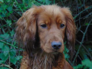 Cocker Spaniel dogs Working Cocker Spaniel , Cear PRA, FN AMS,PP in Dorchester - Advert 12