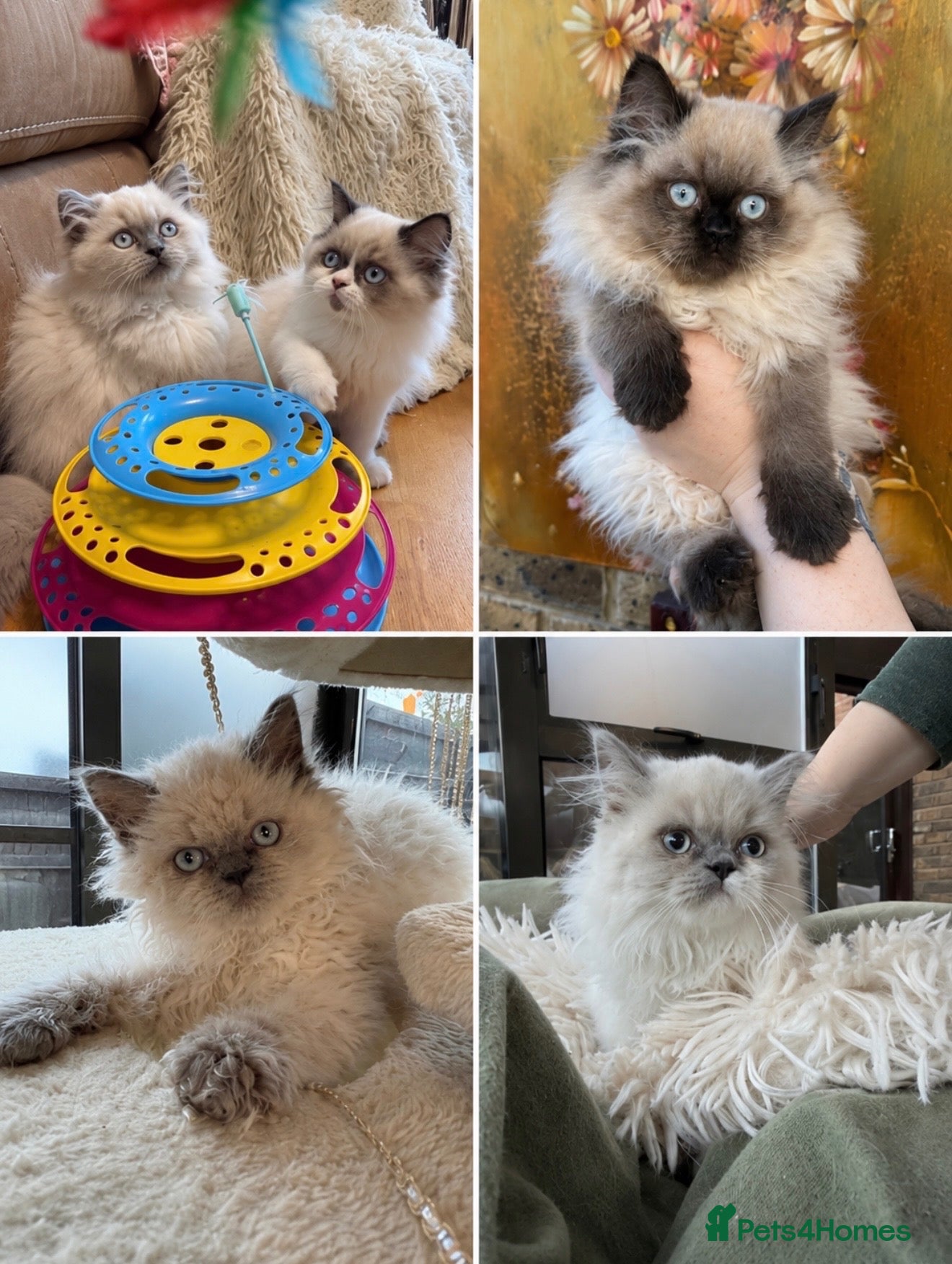 Selkirk Rex cats Beautiful Colour point kittens  - Advert 1