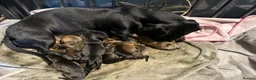 Miniature Dachshund dogs for sale: Miniature Smooth Dachshund Puppies  in Torquay - Advert 3