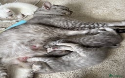 British Shorthair cats for sale: Beautiful rare colour BSH kittens  - Image 11