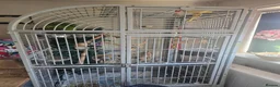 Parrots birds for sale: Double yellow headed amazon parrot in Woodbridge - Advert 4
