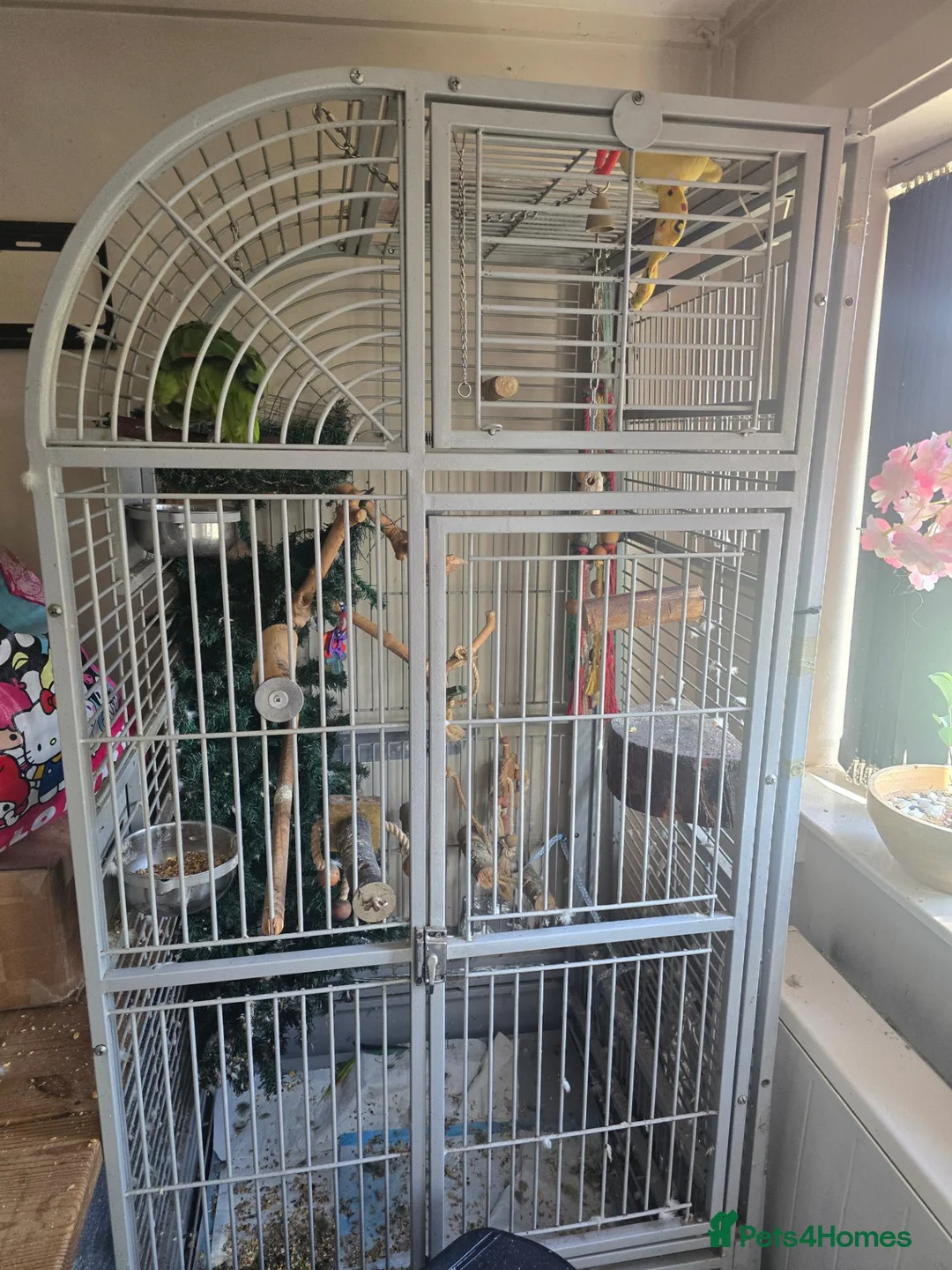 Parrots birds for sale: Double yellow headed amazon parrot in Woodbridge - Advert 4