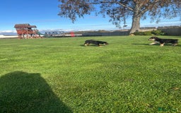 Mixed Breed dogs for sale: Bearded Collie cross New Zealand Huntaway  - Image 9