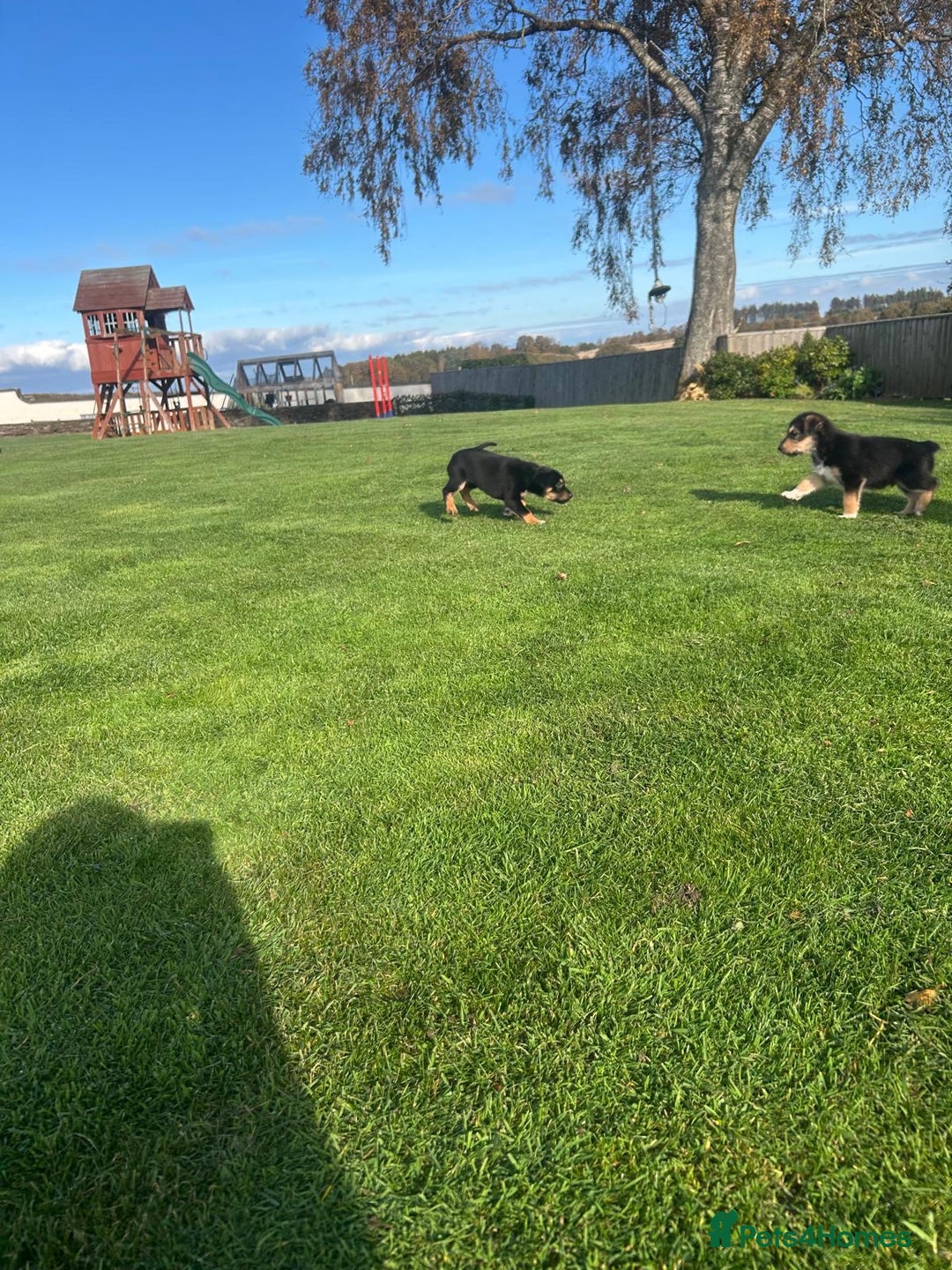 Mixed Breed dogs for sale: Bearded Collie cross New Zealand Huntaway  - Image 9