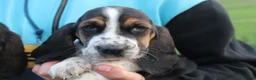 Basset Hound dogs for sale: Tri colour Bassethound puppies - Advert 3