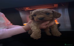 Cavapoo dogs for sale: Cavapoo - Advert 7