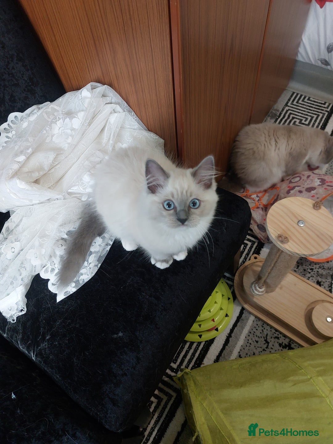 Ragdoll cats for sale: Adorable purebred original Ragdoll boy. 🐱 - Advert 8