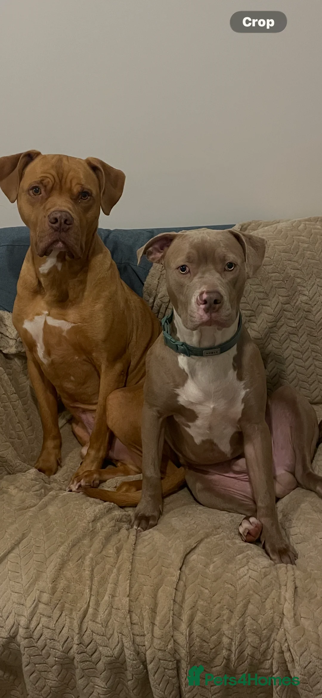 Mixed Breed dogs for sale: 9 mo entire male  - Advert 3