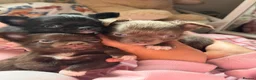 Chihuahua dogs for sale: 3 beautiful KC babies  - Advert 35