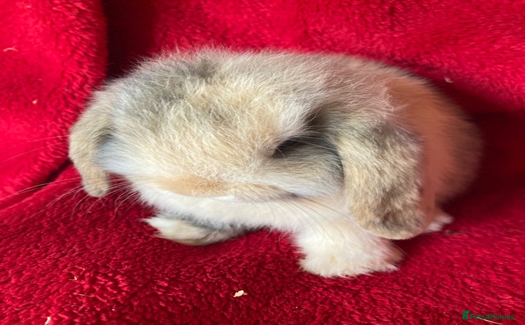 Mini Lop rabbits - Advert 2