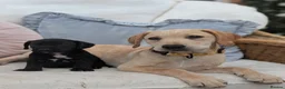Labrador Retriever dogs for sale: 4 month old Labrador female - Advert 7