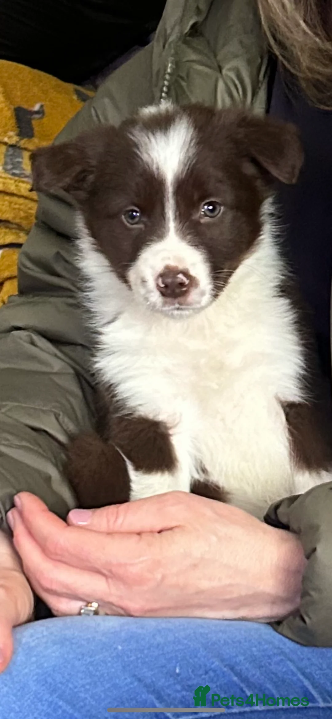 Border Collie dogs for sale: Farm bred border collie pups in Darlington - Advert 3