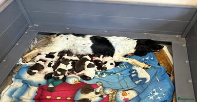 English Springer Spaniel dogs - Advert 1
