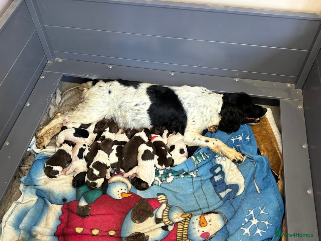 English Springer Spaniel dogs for sale: Kc Springer Spaniel Puppies - Image 2