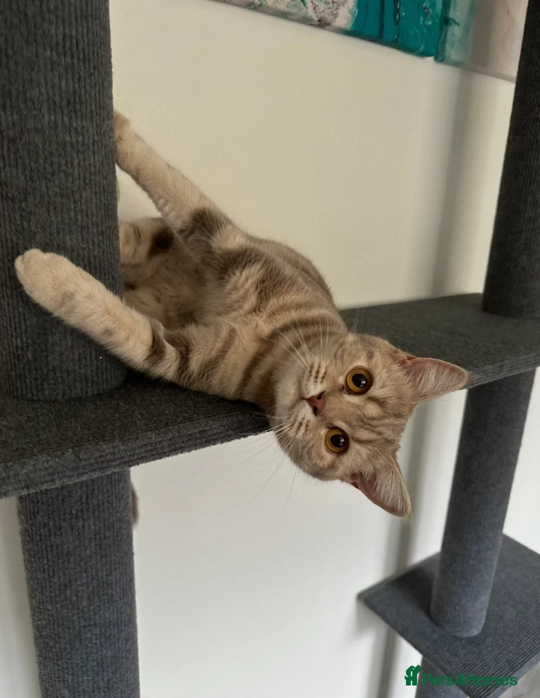 British Shorthair cats for sale: Bonded pair looking for a new home - Advert 2