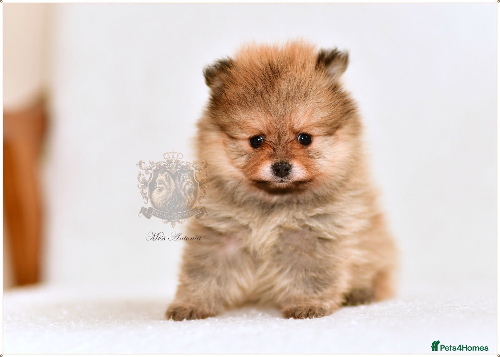 Pomeranian dogs MINIATURE POMERANIAN PUPPIES - Advert 5