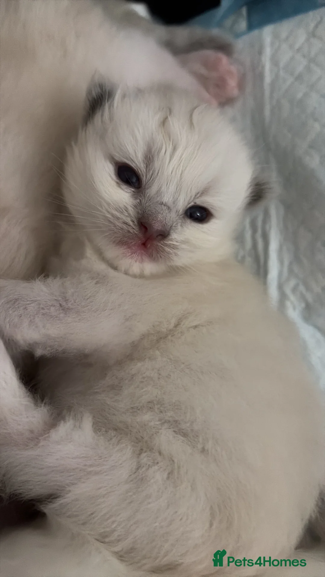 Ragdoll cats for sale: Beautiful ragdoll kittens in Cardiff - Advert 2