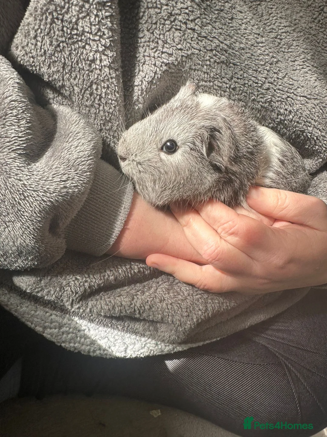 Guinea Pig rodents for sale: 2 female guinea pigs  in Nottingham - Advert 1