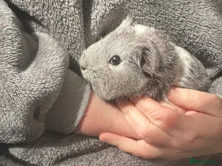 Guinea Pig rodents 2 female guinea pigs - Advert 17