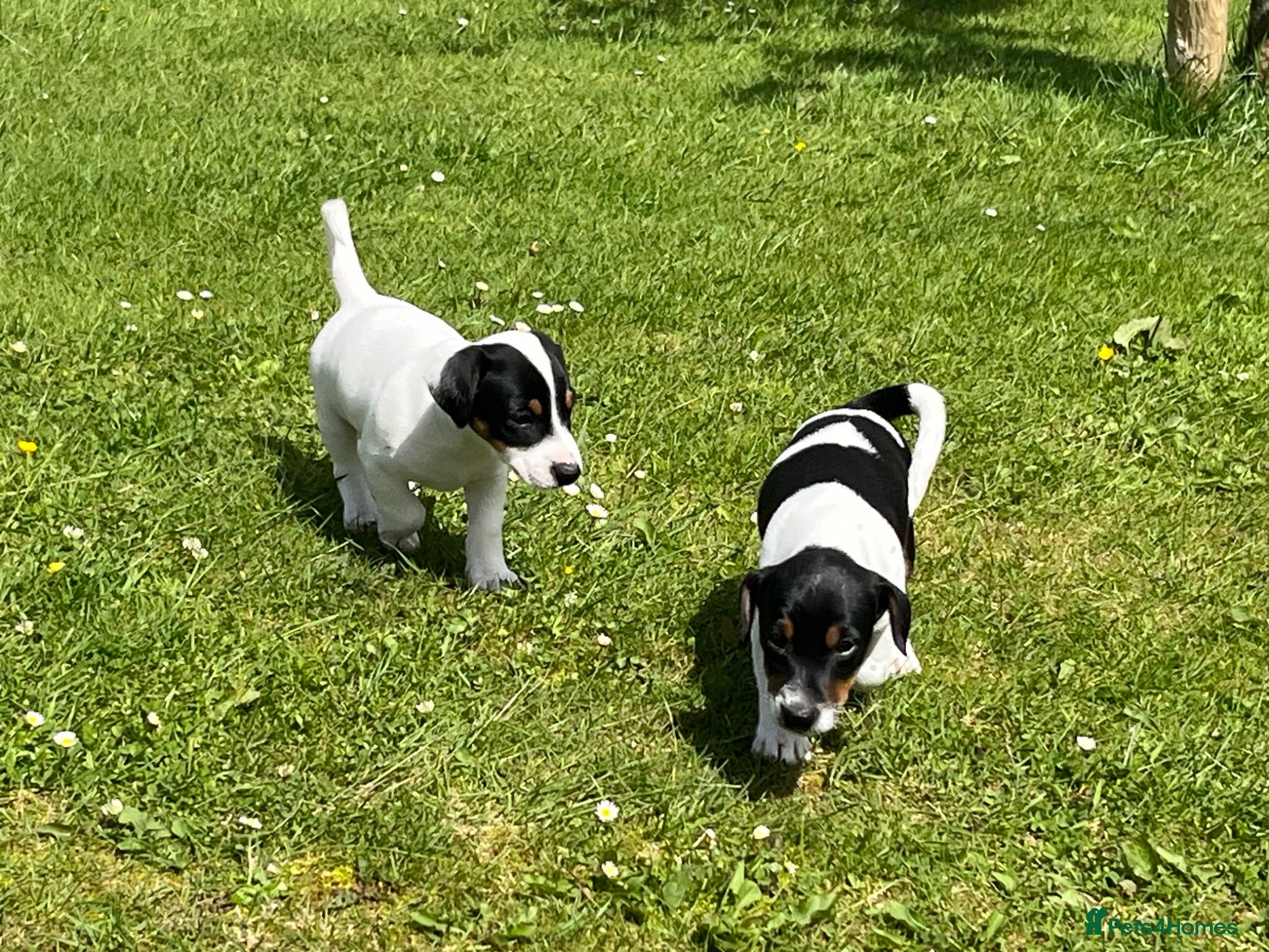 Jack Russell dogs jack russell puppies  - Advert 2