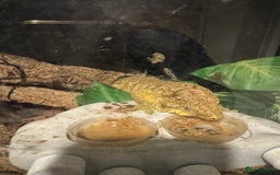 Gecko reptiles for sale: Breeding pair of Leachianus gecko’s with set up - Image 7