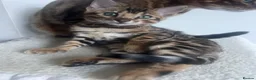 Bengal cats for sale: Stunning TICA Registered Bengal Boy  - Advert 2