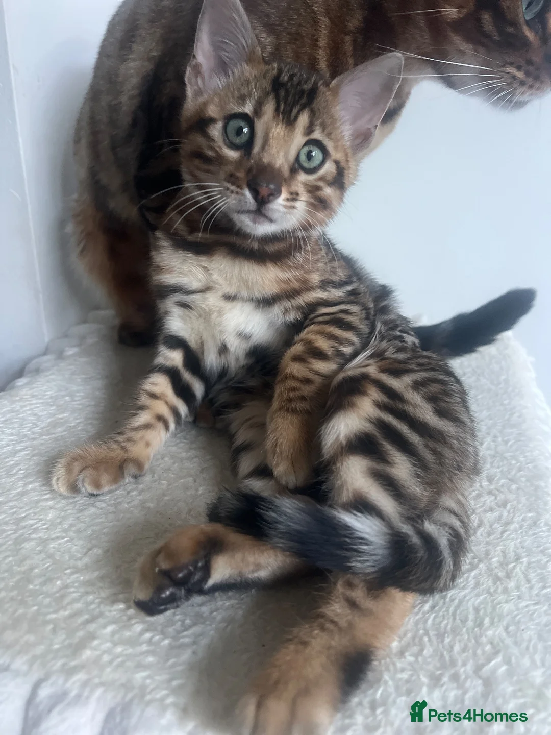 Bengal cats for sale: Stunning TICA Registered Bengal Boy  - Advert 2