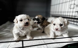 Shichon dogs for sale: 5 beautiful Shichon girls  - Image 18