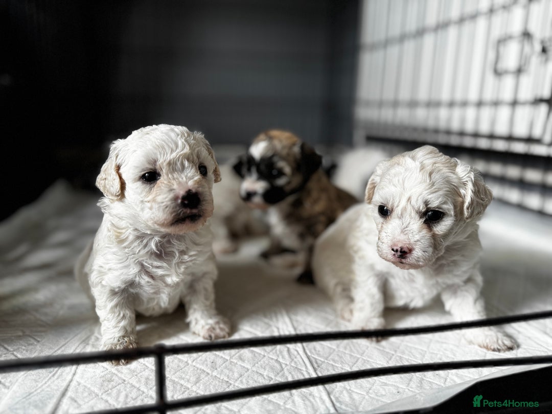 Shichon dogs for sale: 5 beautiful Shichon girls  - Image 18
