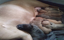 Mixed Breed dogs for sale: 4 beautiful pocket bully/mixed - Image 16
