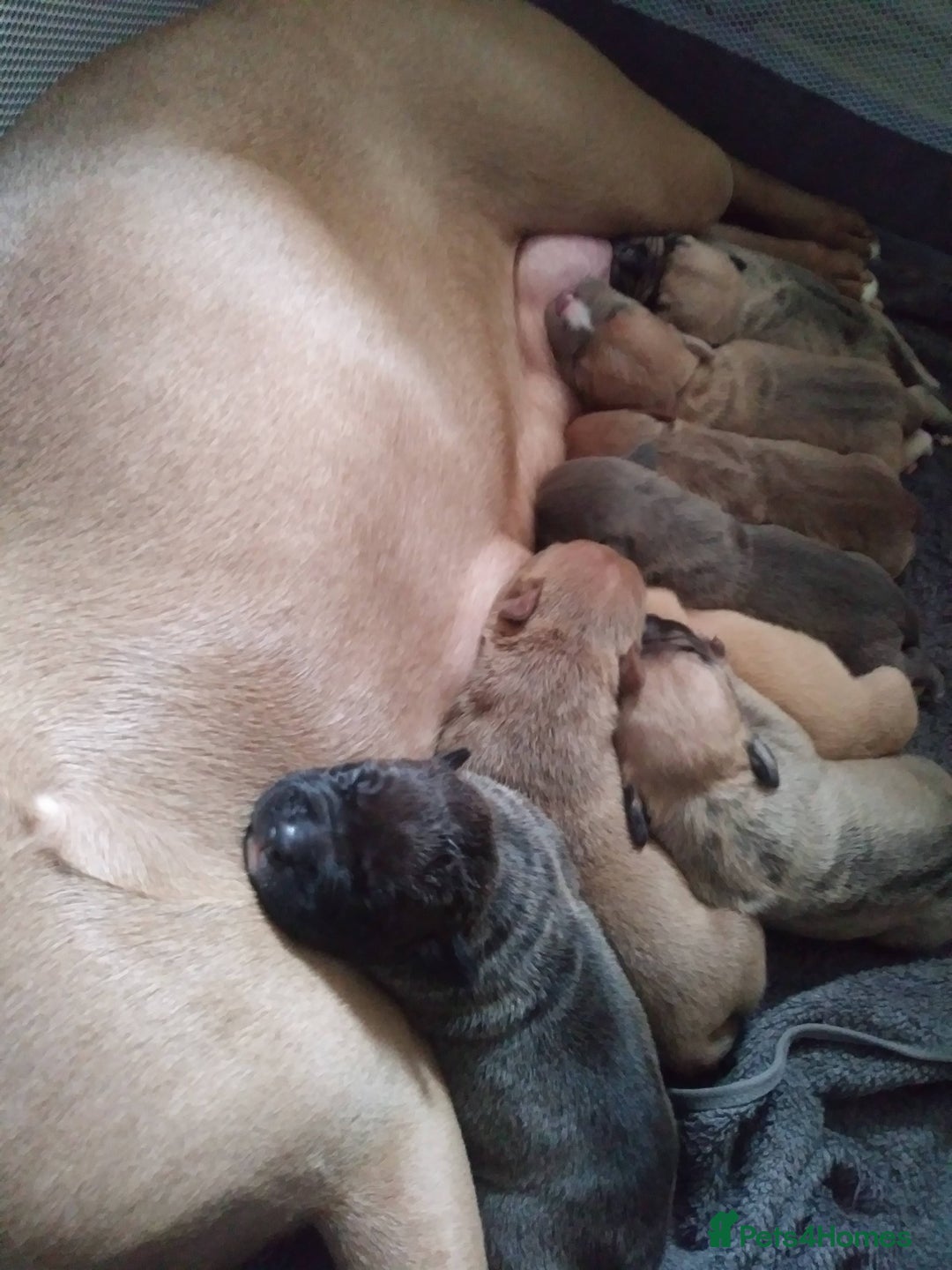 Mixed Breed dogs for sale: 4 beautiful pocket bully/mixed - Image 16