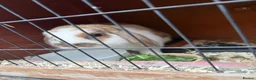 Cashmere Lop rabbits for sale: Cashmere lop rabbit  in Bridlington - Advert 3