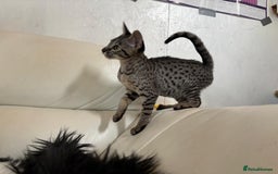 Savannah cats for sale: F9 brown & charcoal spotted savannah kittens - Image 4