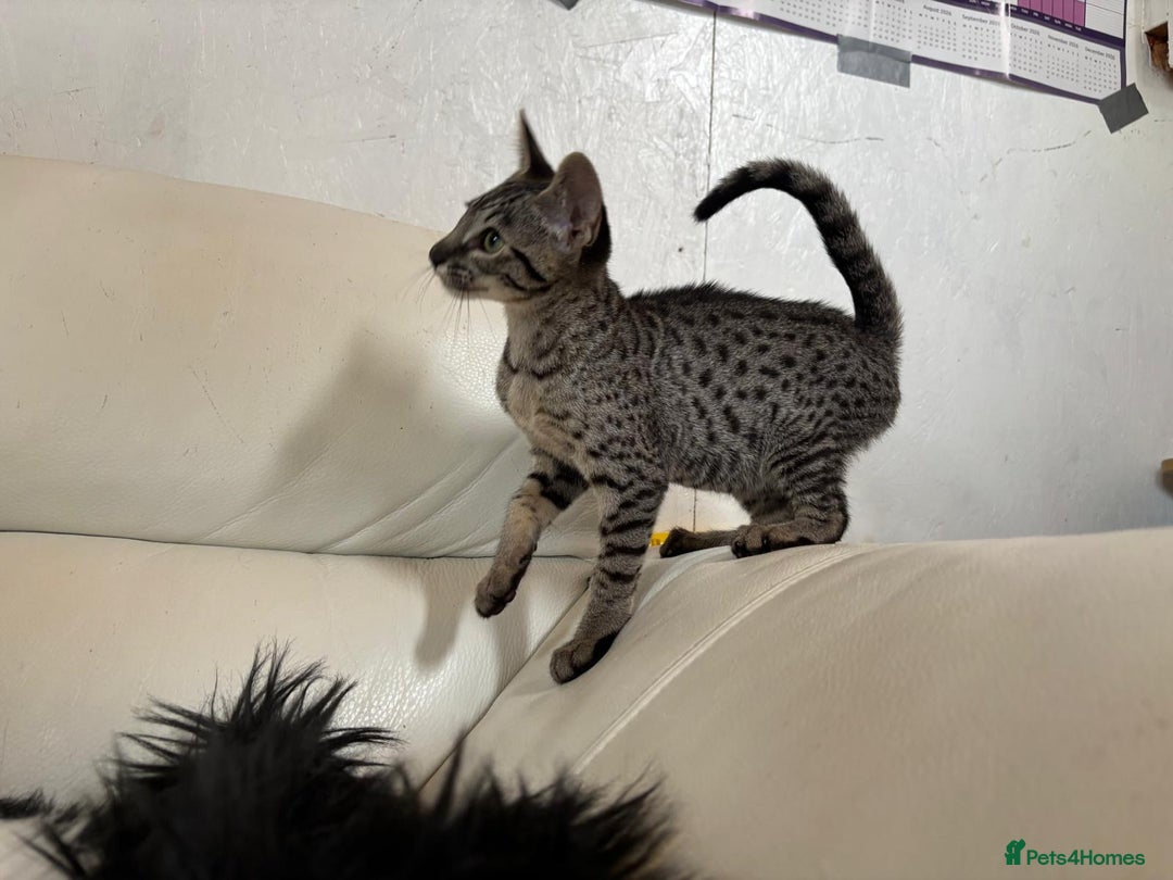 Savannah cats for sale: F9 brown & charcoal spotted savannah kittens - Image 4