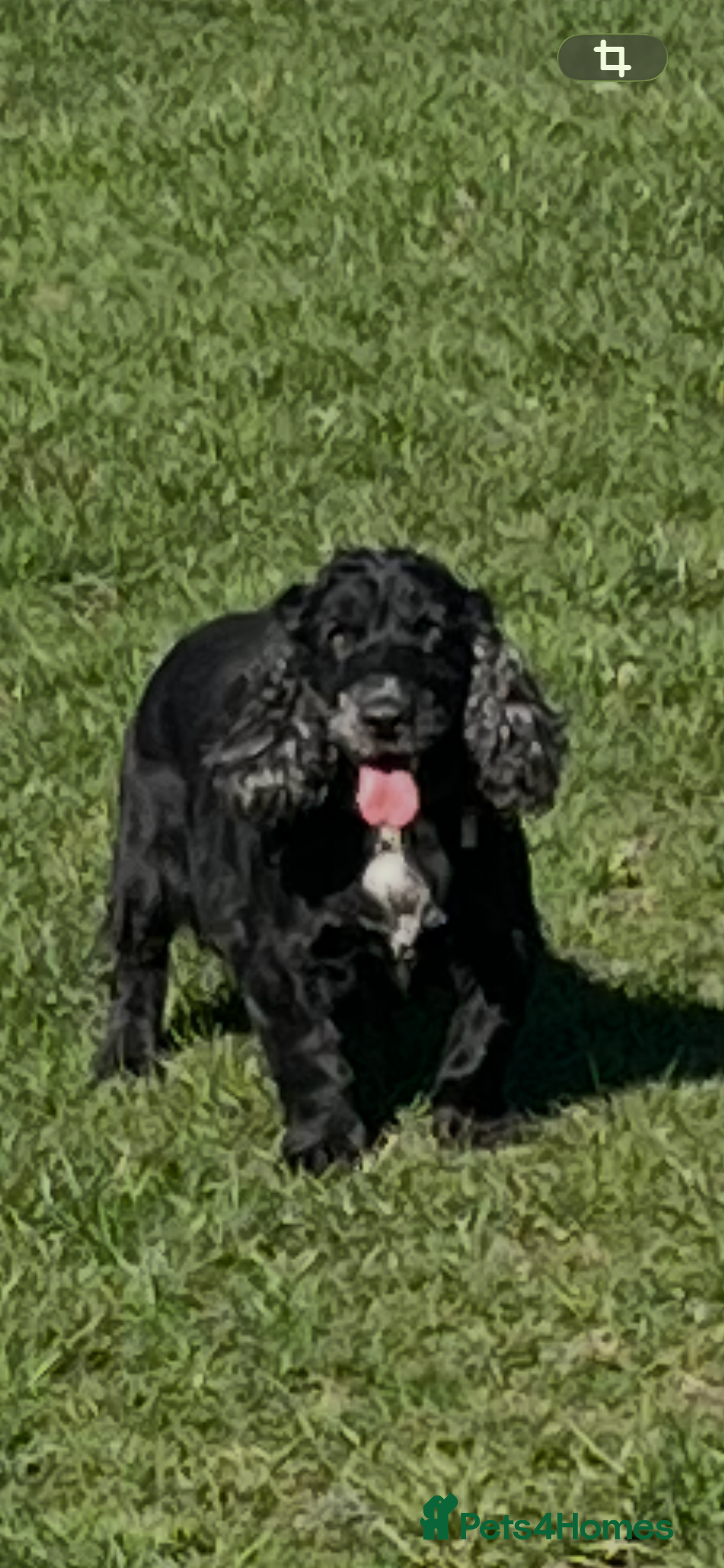 Cocker Spaniel dogs Cocker spaniel  - Advert 8