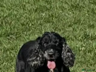 Cocker Spaniel dogs Cocker spaniel - Advert 8