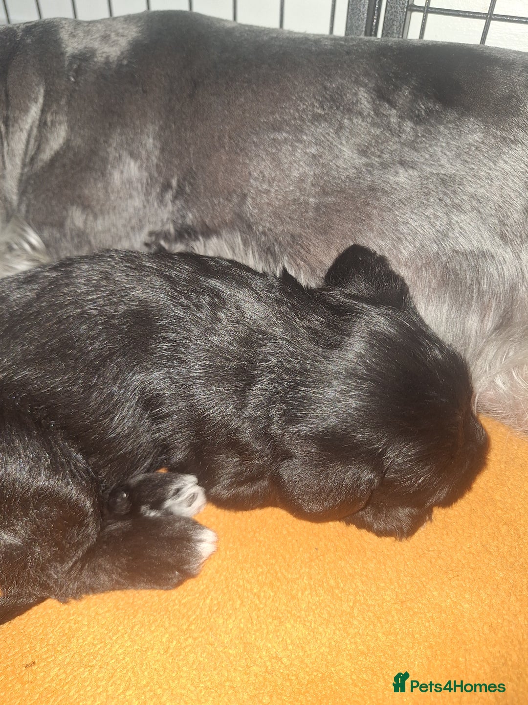 Miniature Schnauzer dogs for sale: 3 adorable miniature schnauzer puppies  - Image 6