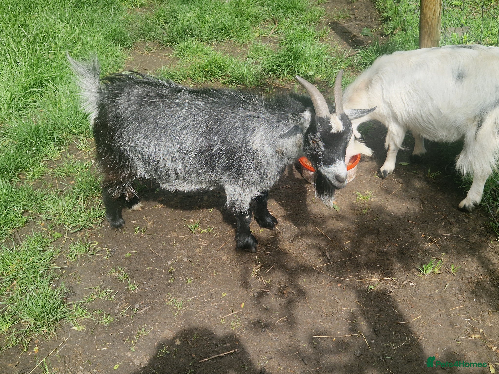 Goats livestock Nigerian Dwarf Nanny - Advert 1