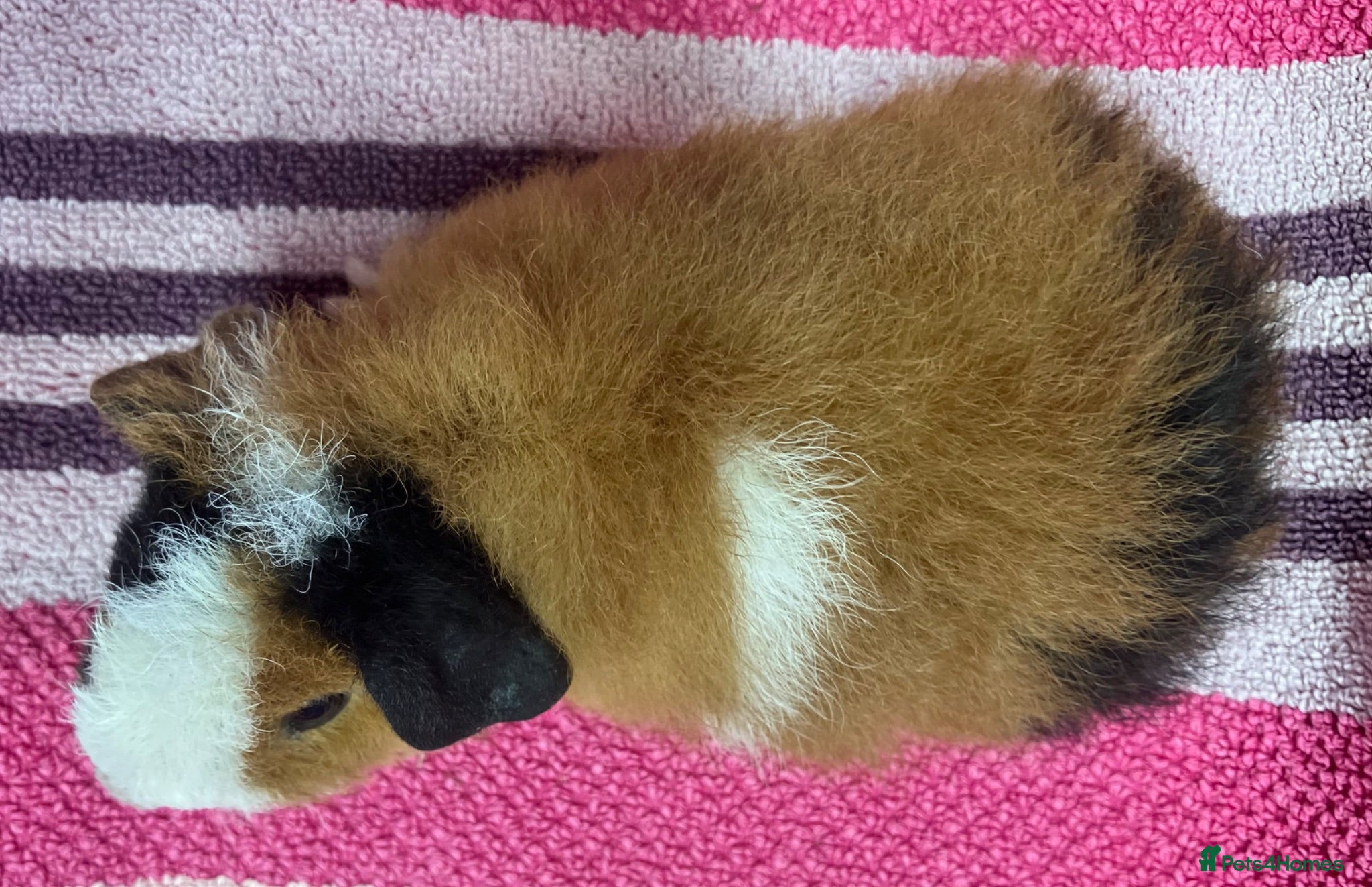 Guinea Pig rodents Pure bred baby and adult Teddy sows/girls - Advert 1