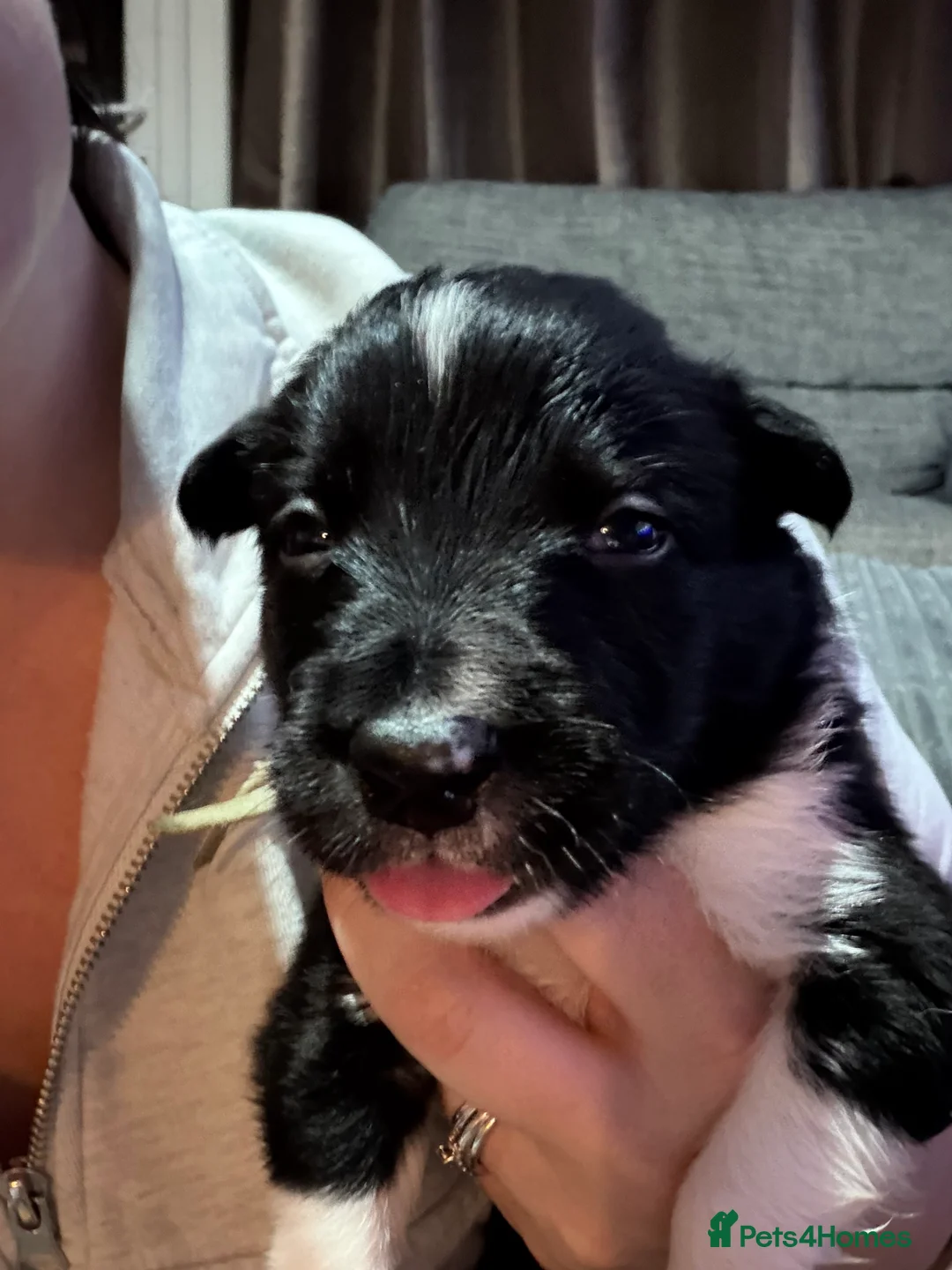 Border Collie dogs for sale: ONLY ONE BOY REMAINING (READY TO GO TUE) - Advert 28