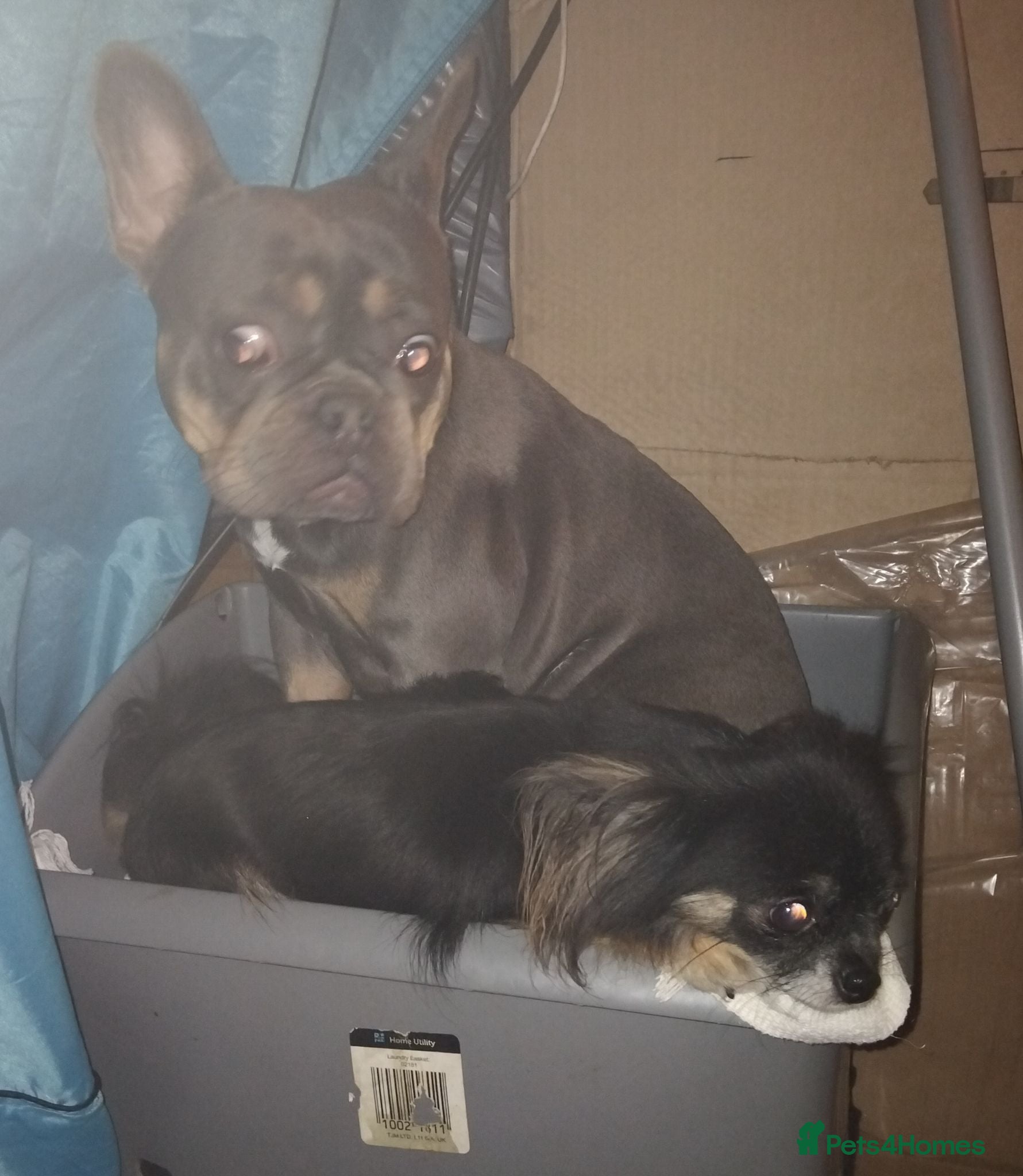 French Bulldog dogs French bulldog - Advert 4