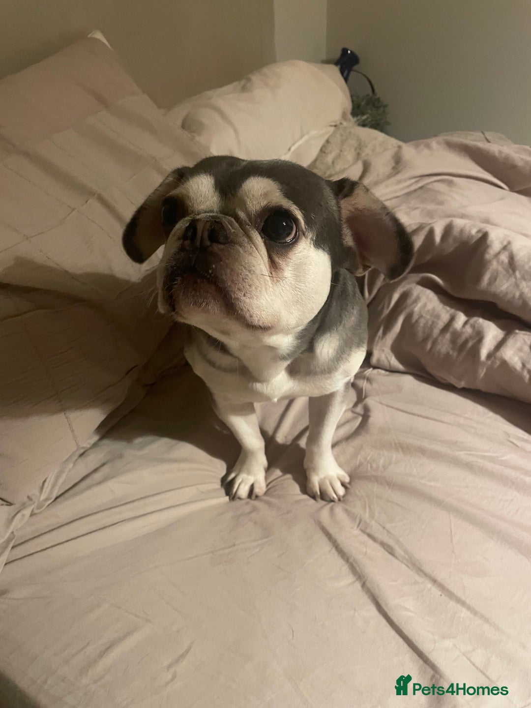 French Bulldog dogs for sale: EA Husky French Bulldog  - Advert 1