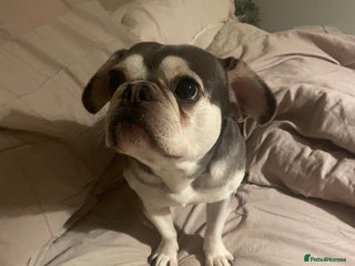 French Bulldog dogs EA Husky French Bulldog - Advert 11