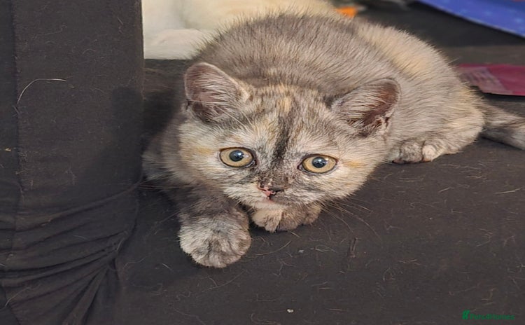 British Shorthair cats - Advert 13
