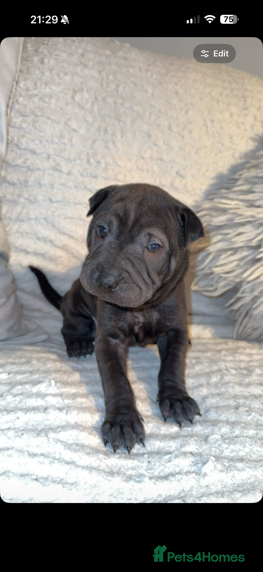 Mixed Breed dogs for sale: Shar pei X staff  in Morpeth - Advert 10