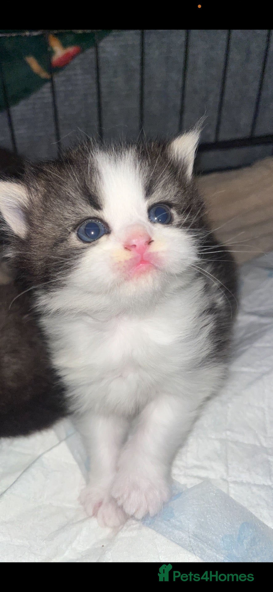 Persian cats Stunning pure Persian babies - Advert 1